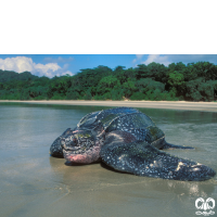 گونه لاکپشت چرمی Leatherback Turtle